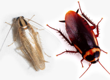 german-v-american-cockroach