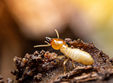 imagem02-controle_de_cupins_a_forma_mais_efetiva_de_eliminar_a_praga